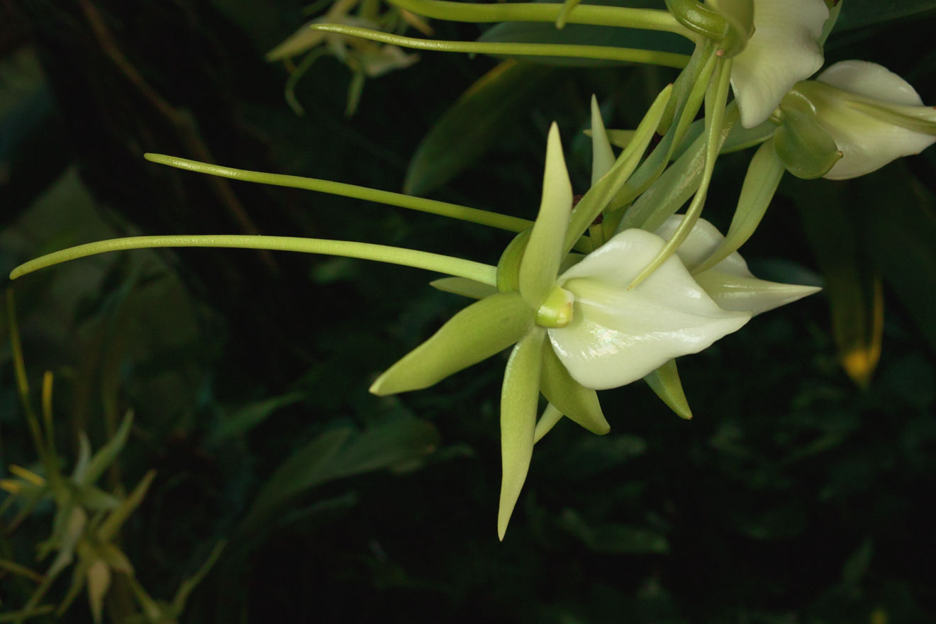 Angraecum-Hybride Veitchii