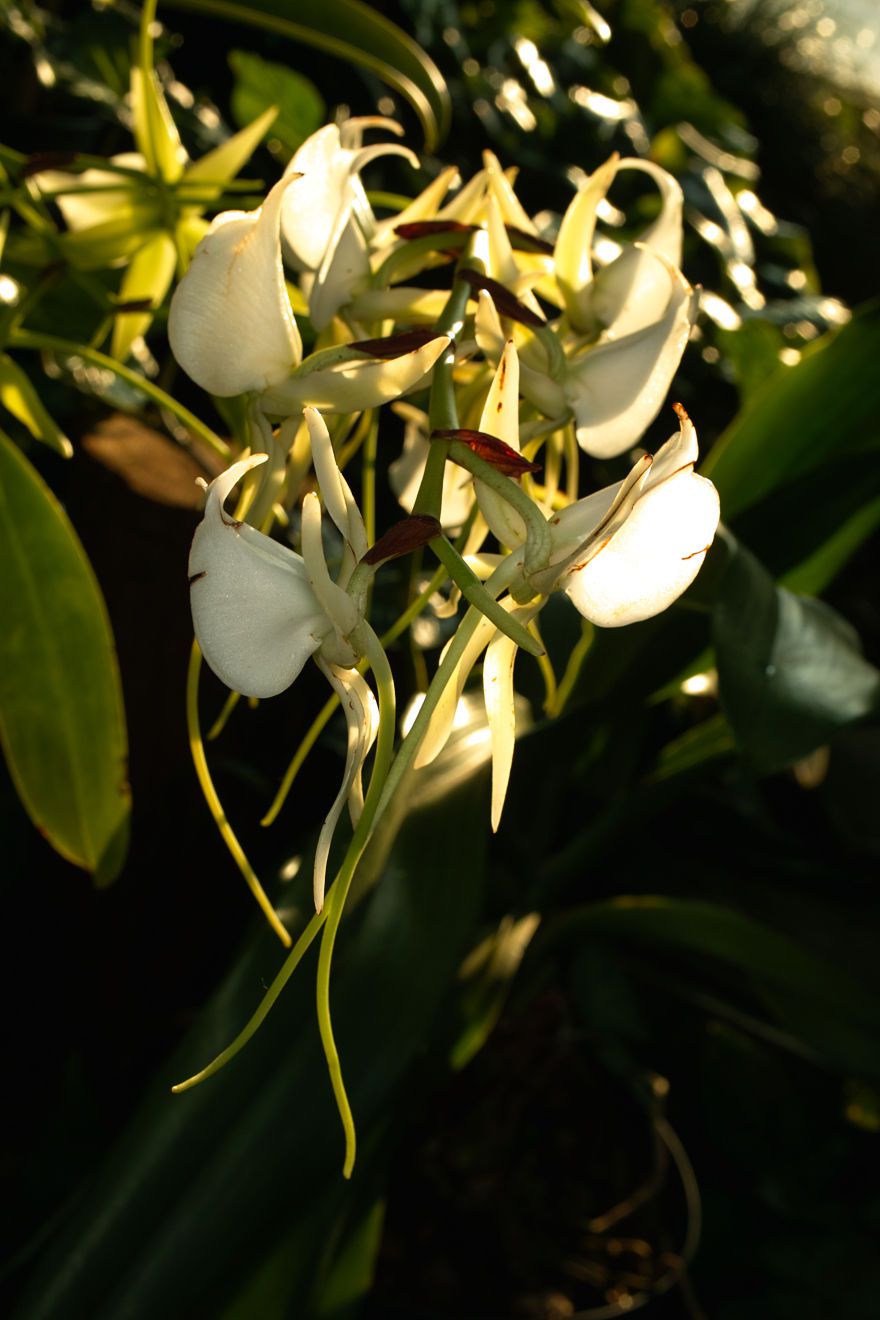 Angraecum-Hybride Veitchii