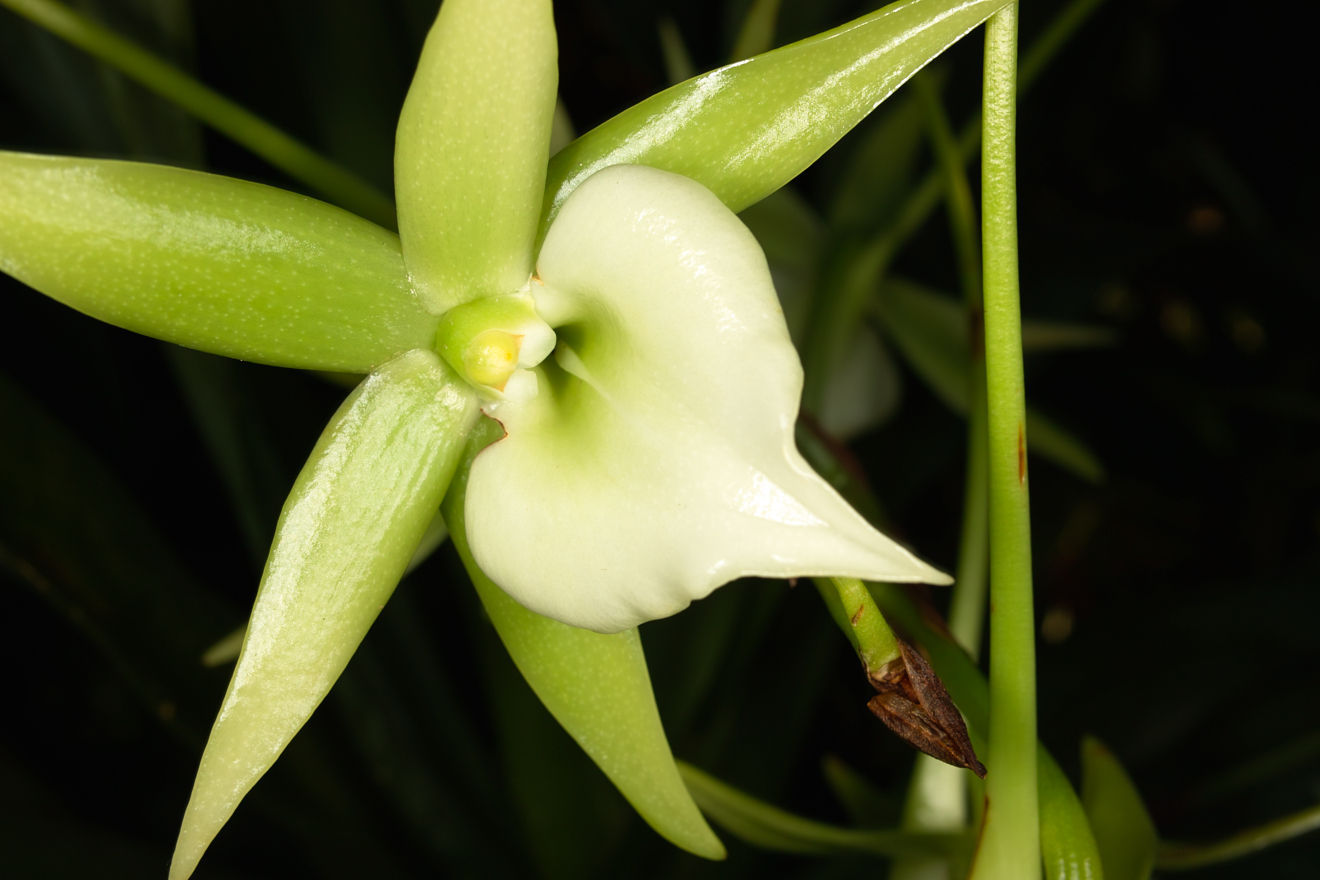 Angraecum-Hybride Veitchii