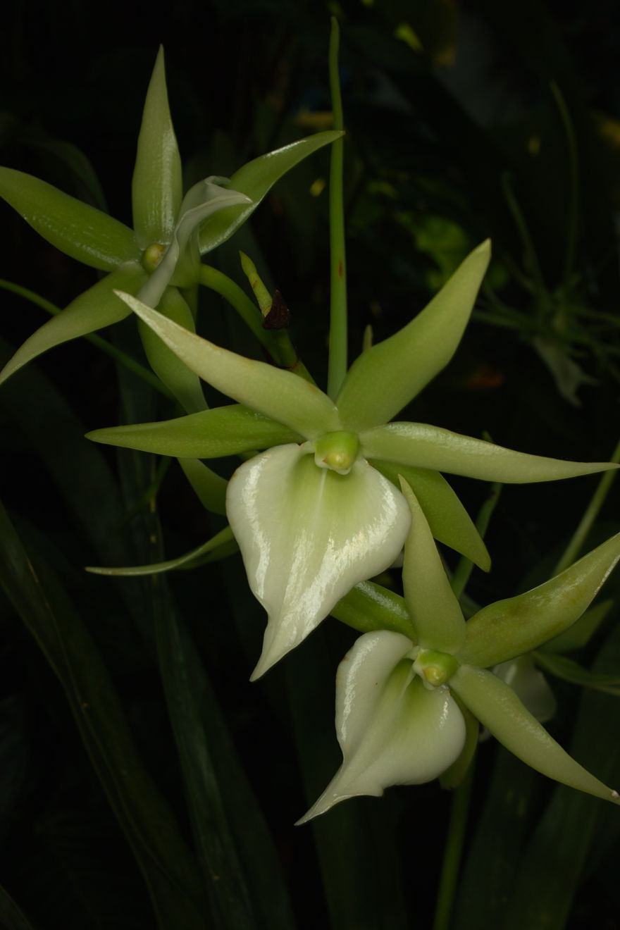 Angraecum-Hybride Veitchii