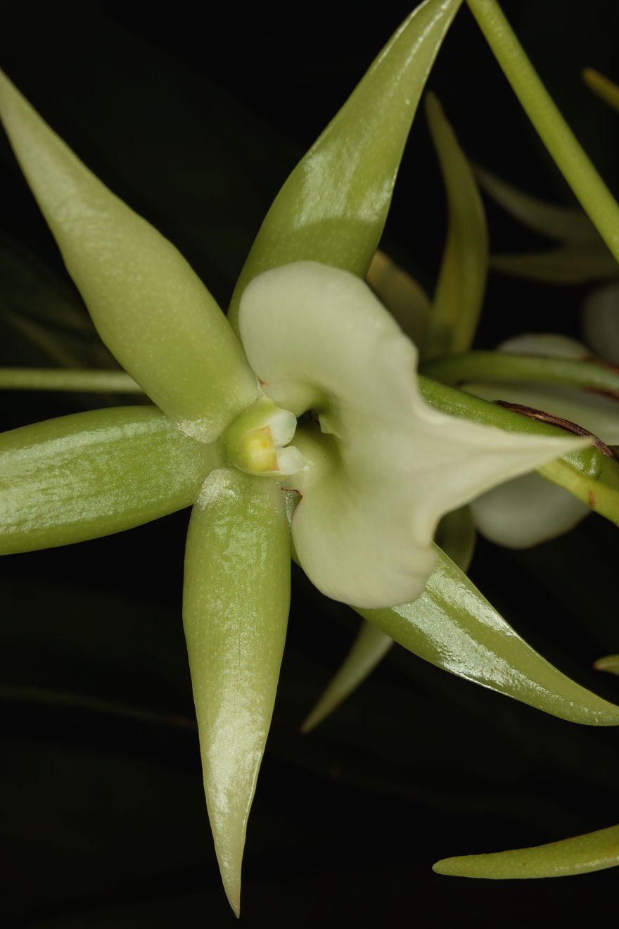 Angraecum-Hybride Veitchii