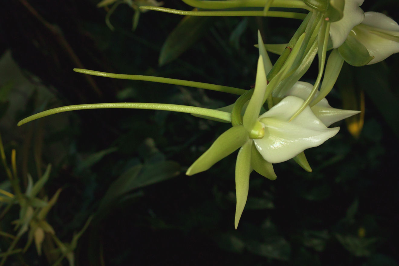 Angraecum-Hybride Veitchii