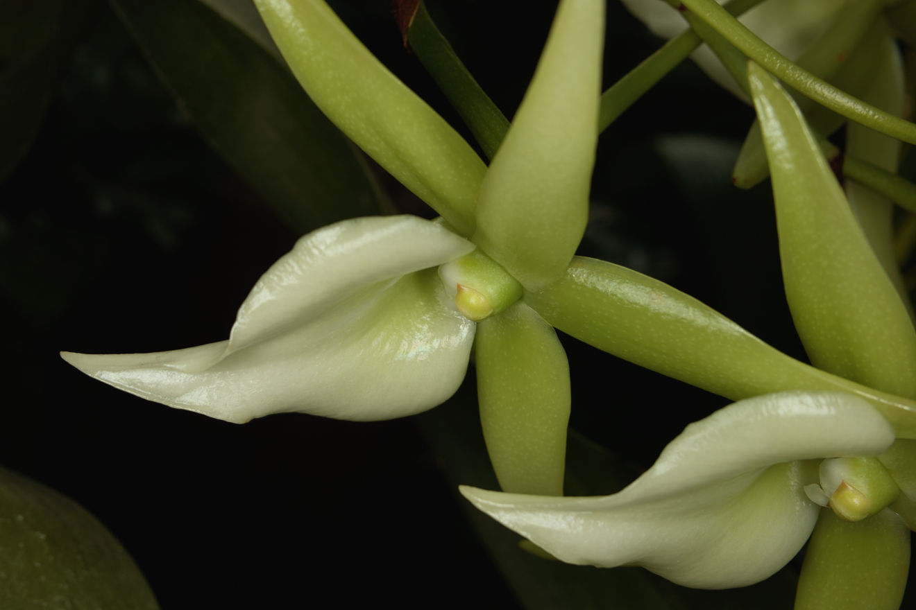 Angraecum-Hybride Veitchii