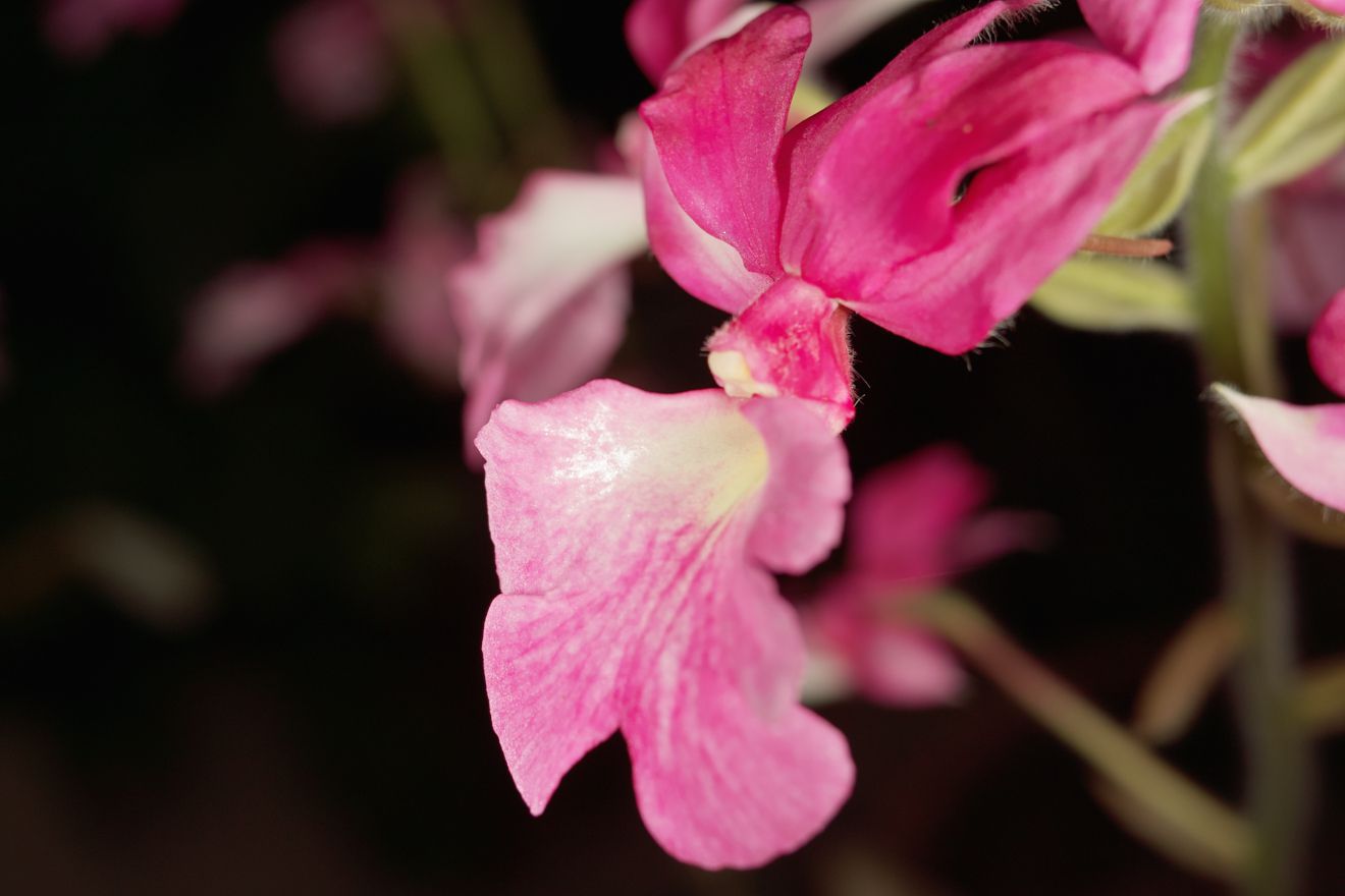 Calanthe-Hybride Aurora