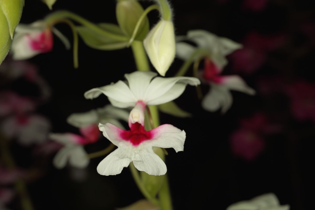 Calanthe-Hybride Baron Darbleyana