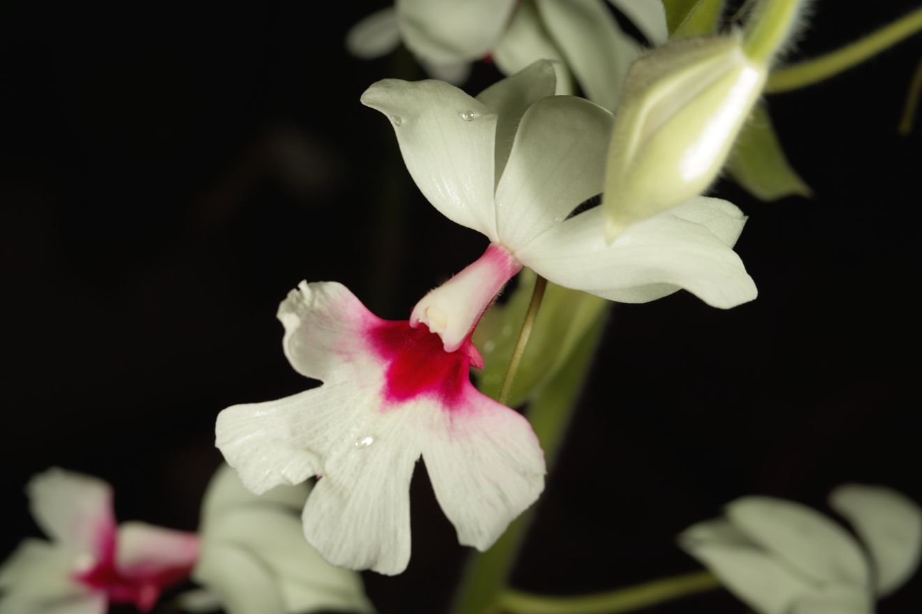 Calanthe-Hybride Baron Darbleyana