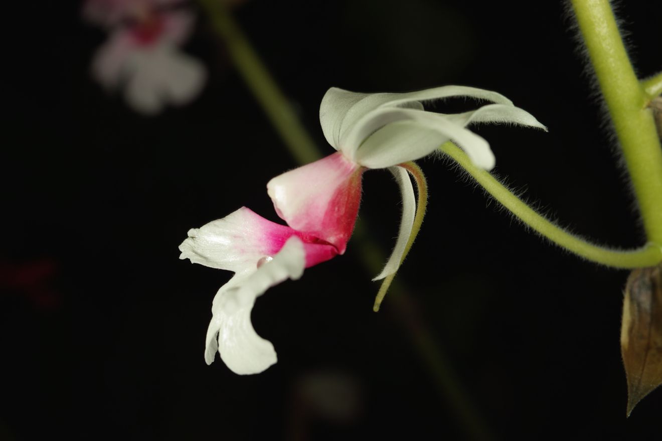 Calanthe-Hybride Baron Darbleyana