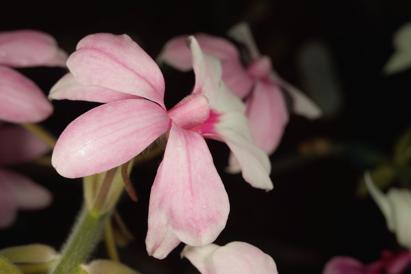 Calanthe-Hybride Bel Val