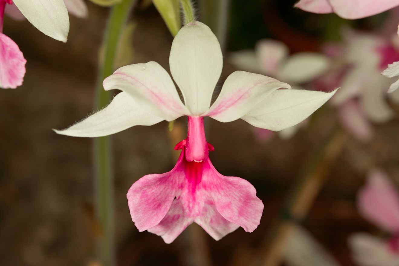 Calanthe-Hybride Bel Val