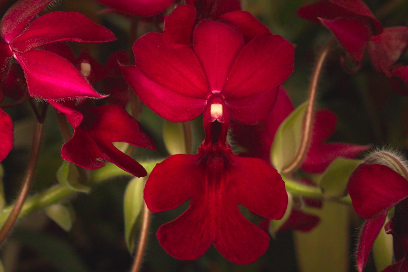 Calanthe-Hybride Saint Aubin