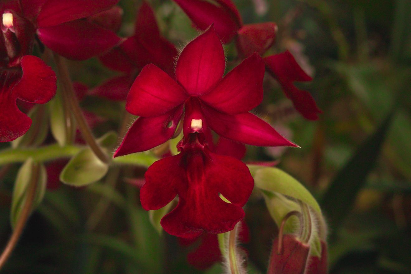 Calanthe-Hybride Saint Aubin