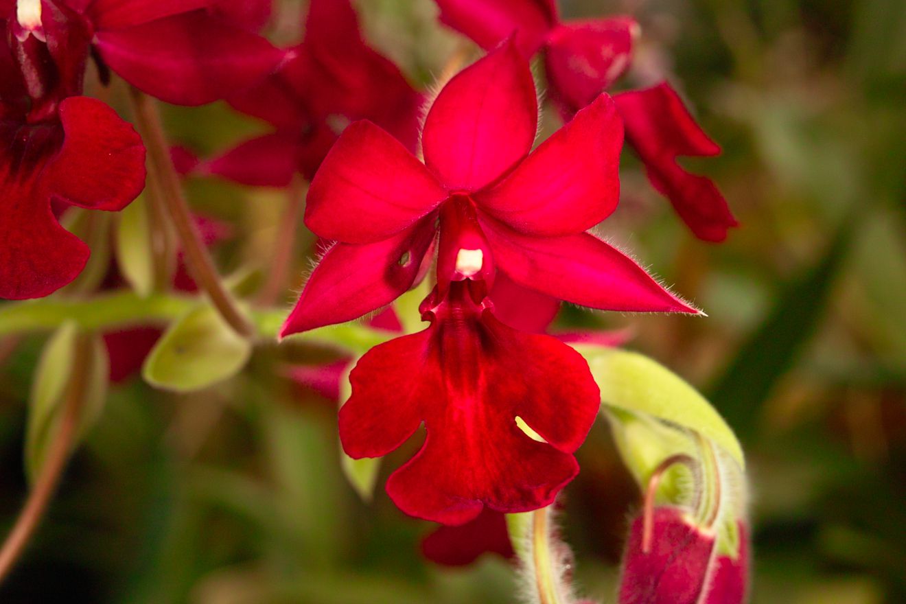 Calanthe-Hybride Saint Aubin