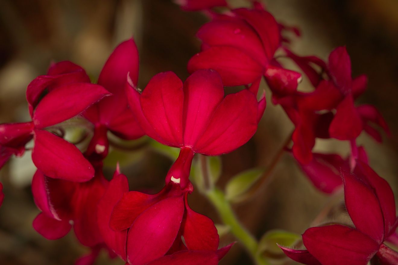 Calanthe-Hybride Saint Aubin