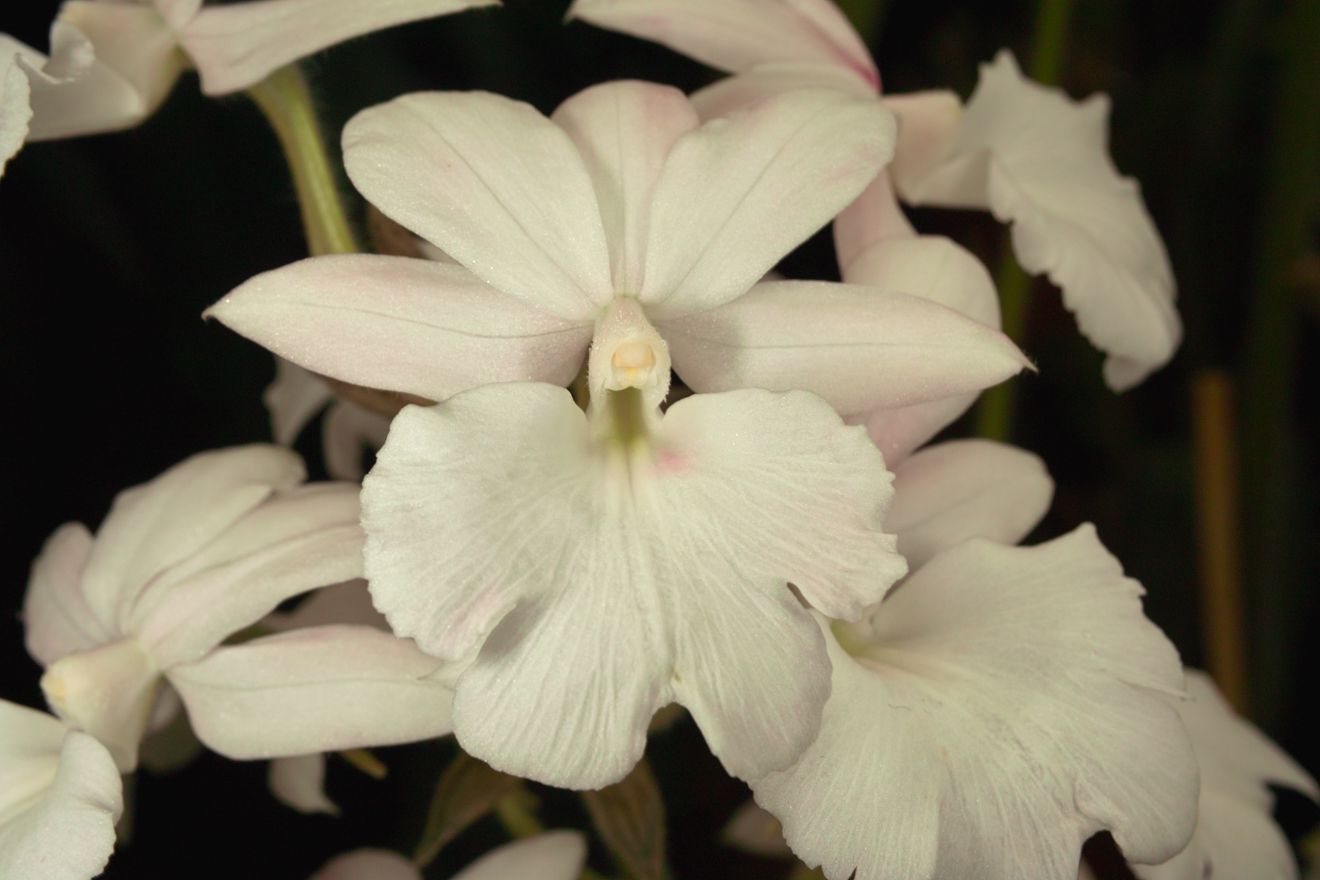 Calanthe-Hybride Sedenii Harrisii