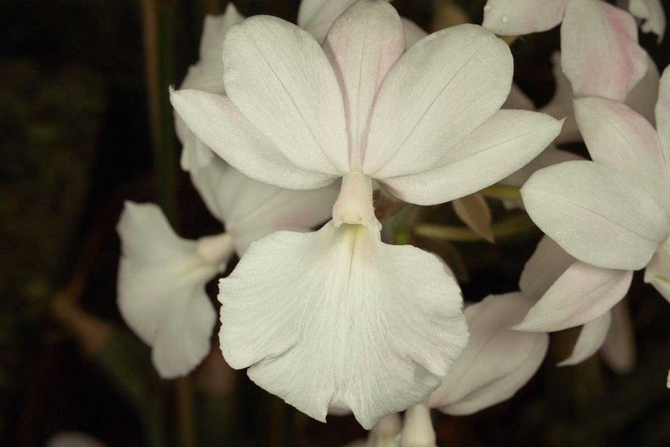 Calanthe-Hybride Sedenii Harrisii