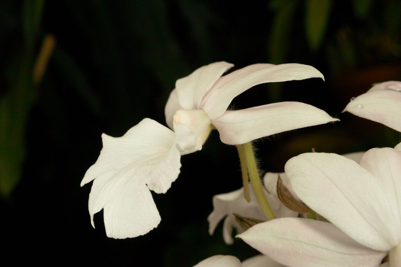 Calanthe-Hybride Sedenii Harrisii