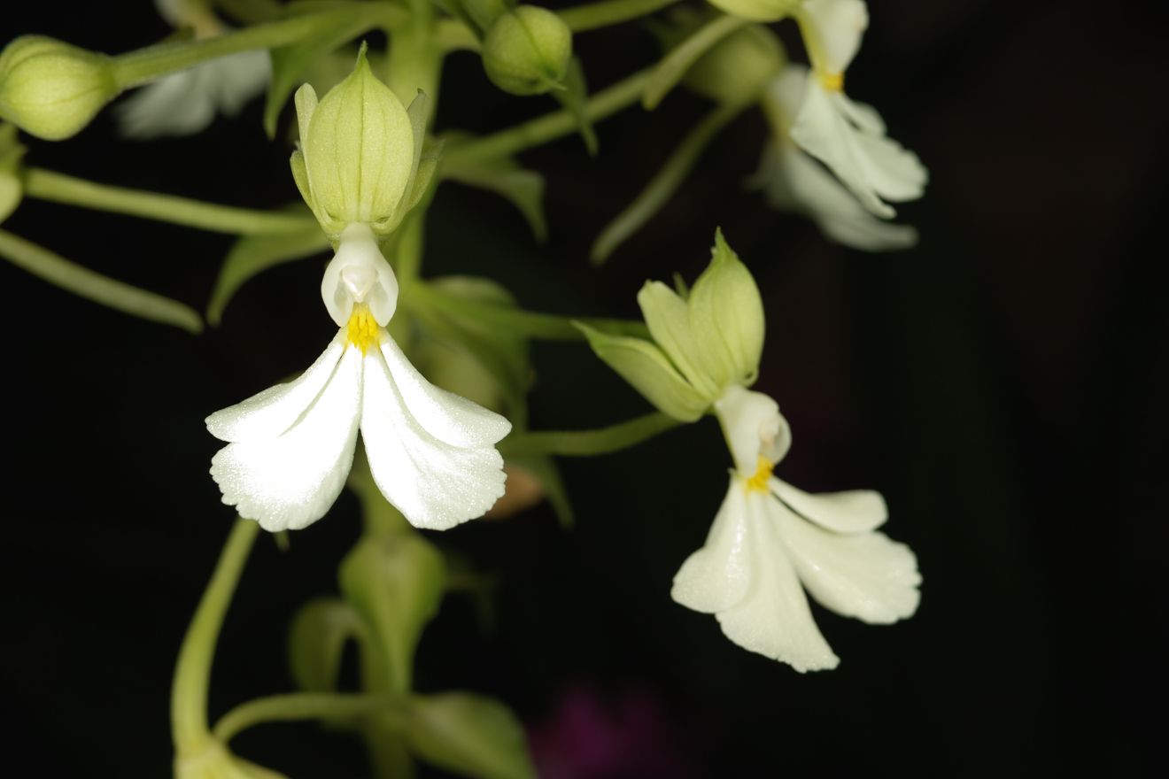 Calanthe Argentea Striata