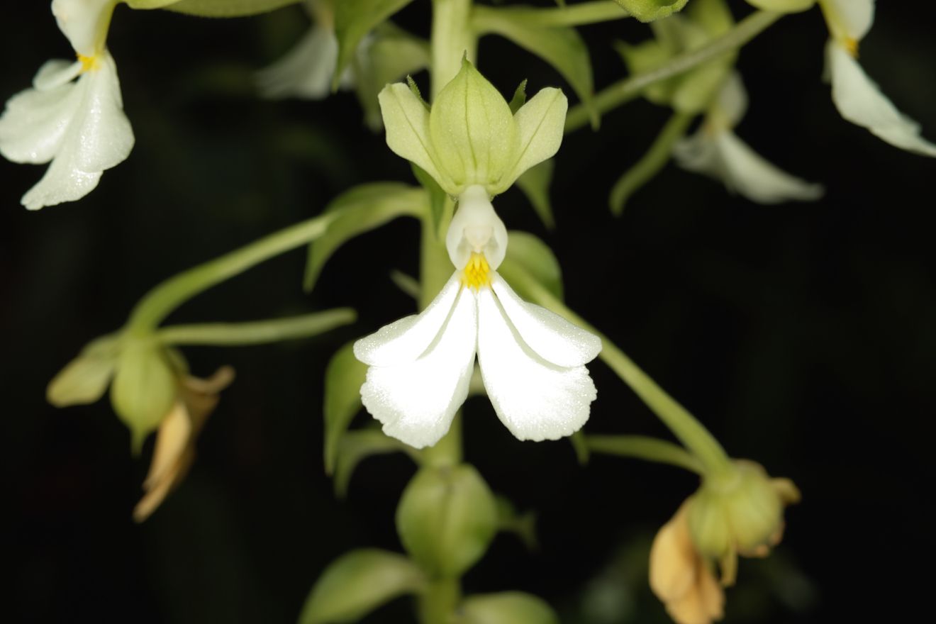 Calanthe Argentea Striata