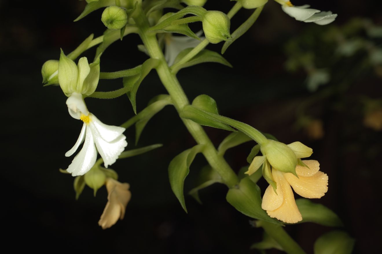 Calanthe Argentea Striata