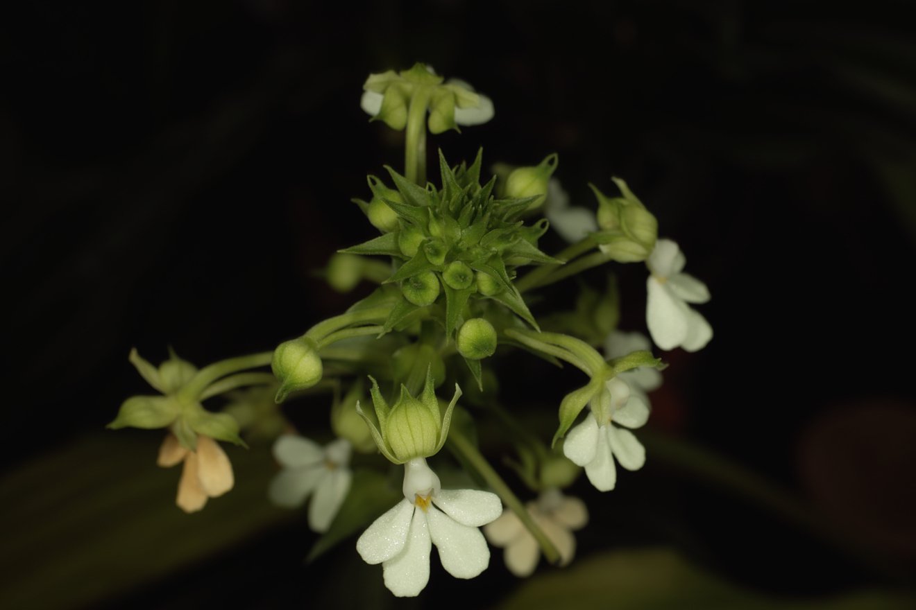 Calanthe Argentea Striata