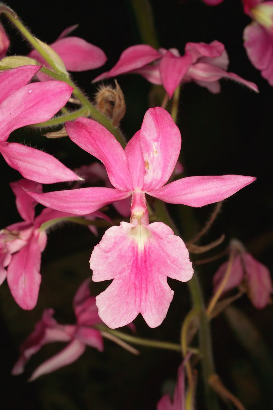 Calanthe Rosea