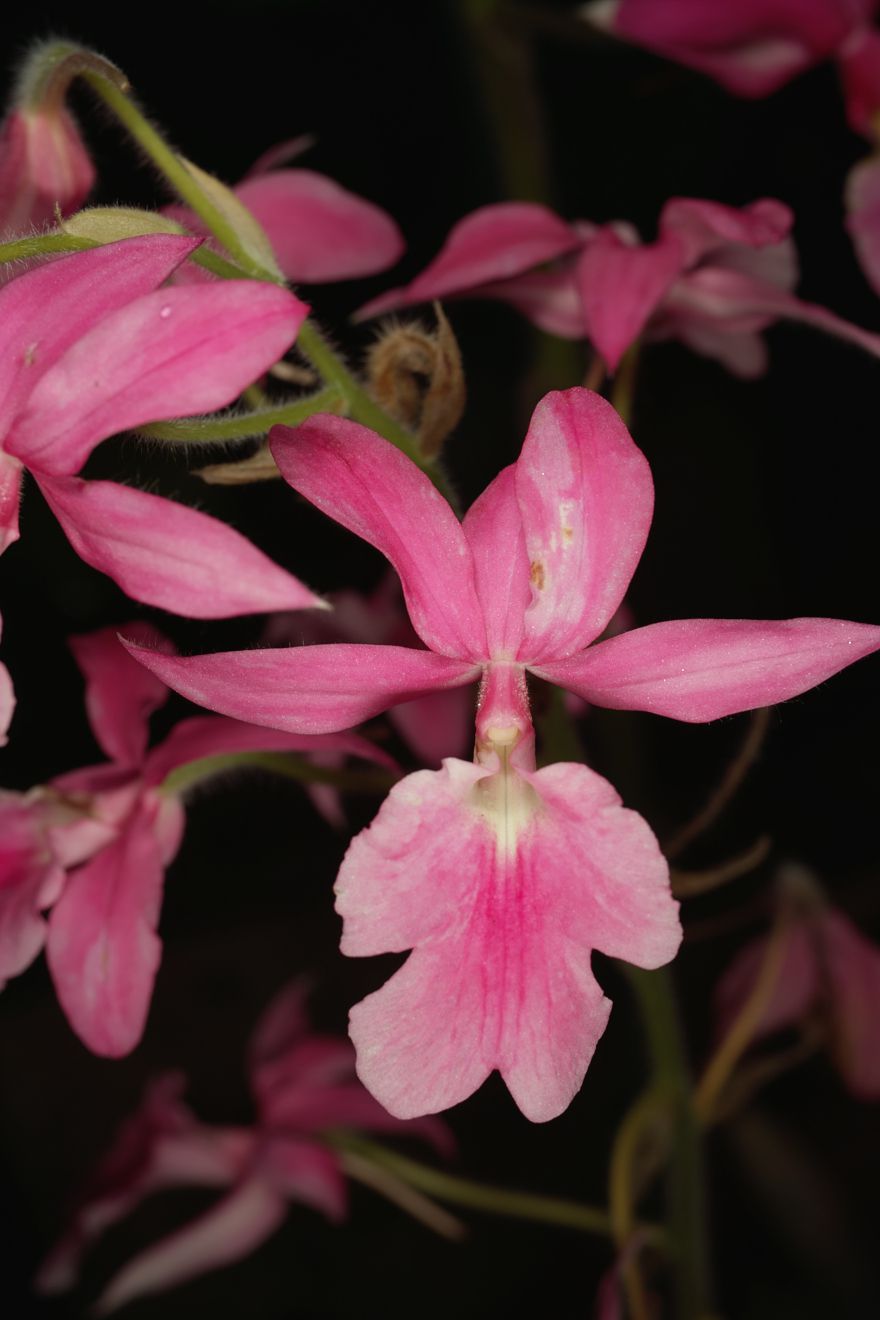 Calanthe Rosea