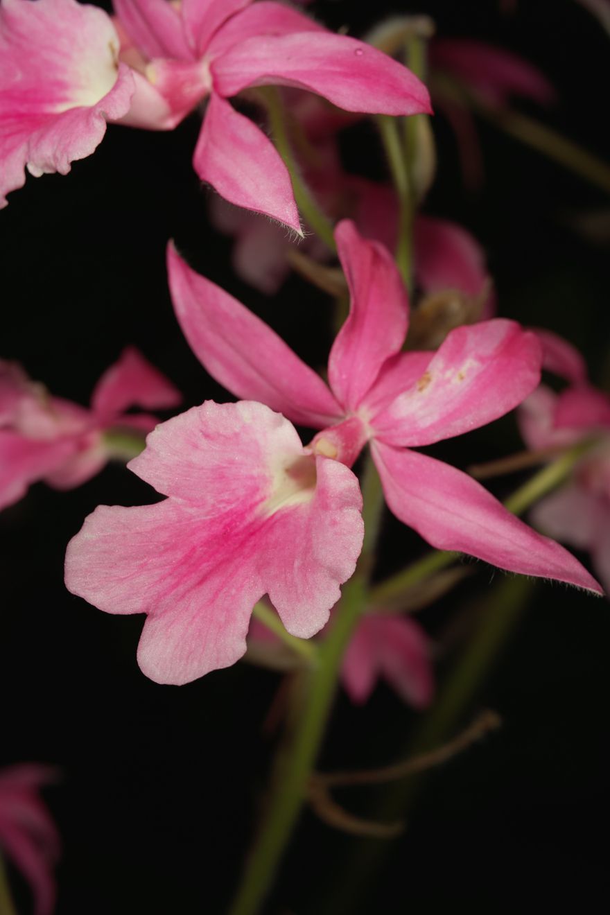 Calanthe Rosea