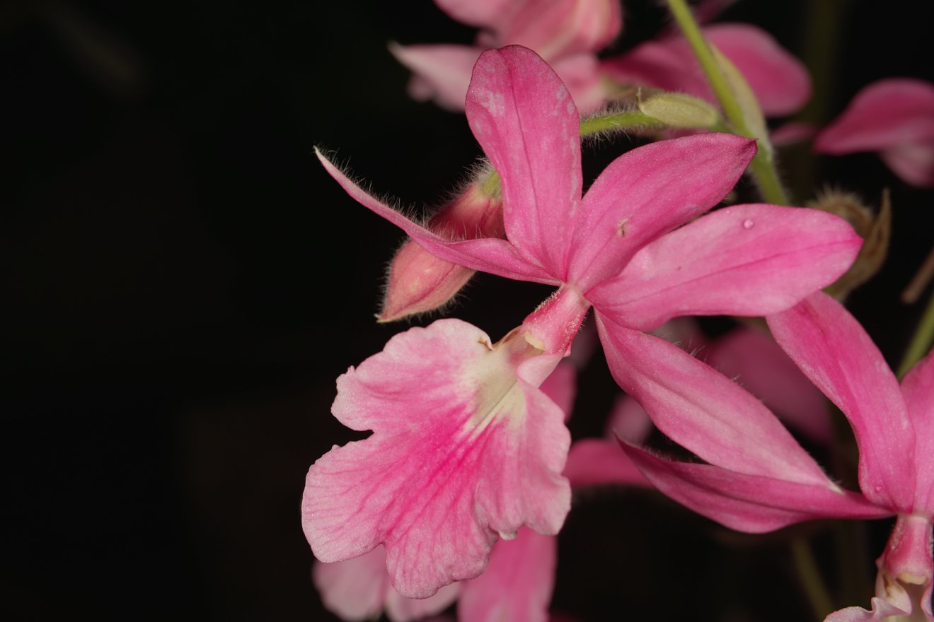 Calanthe Rosea