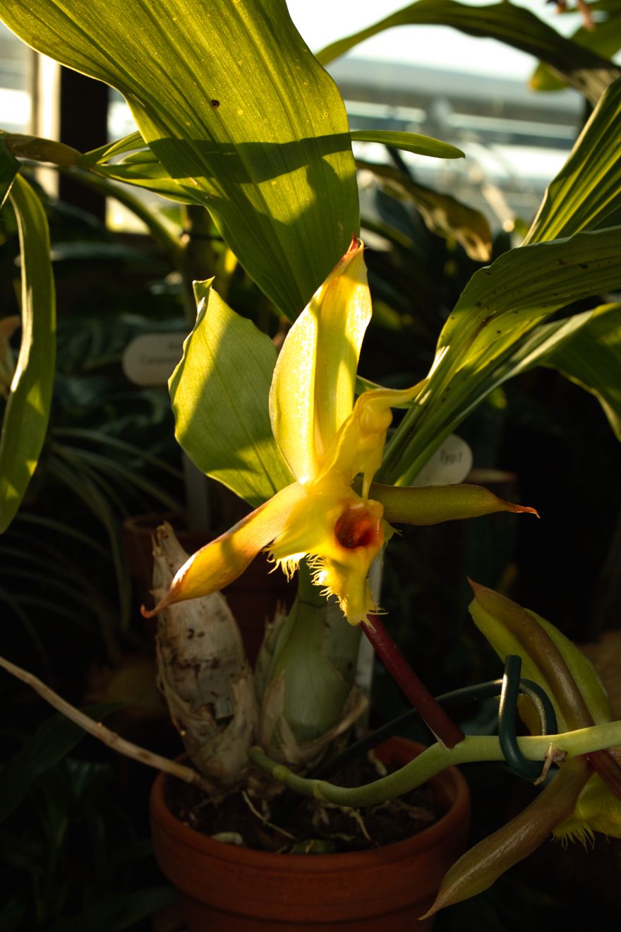 Catasetum Christyanum Berggarten