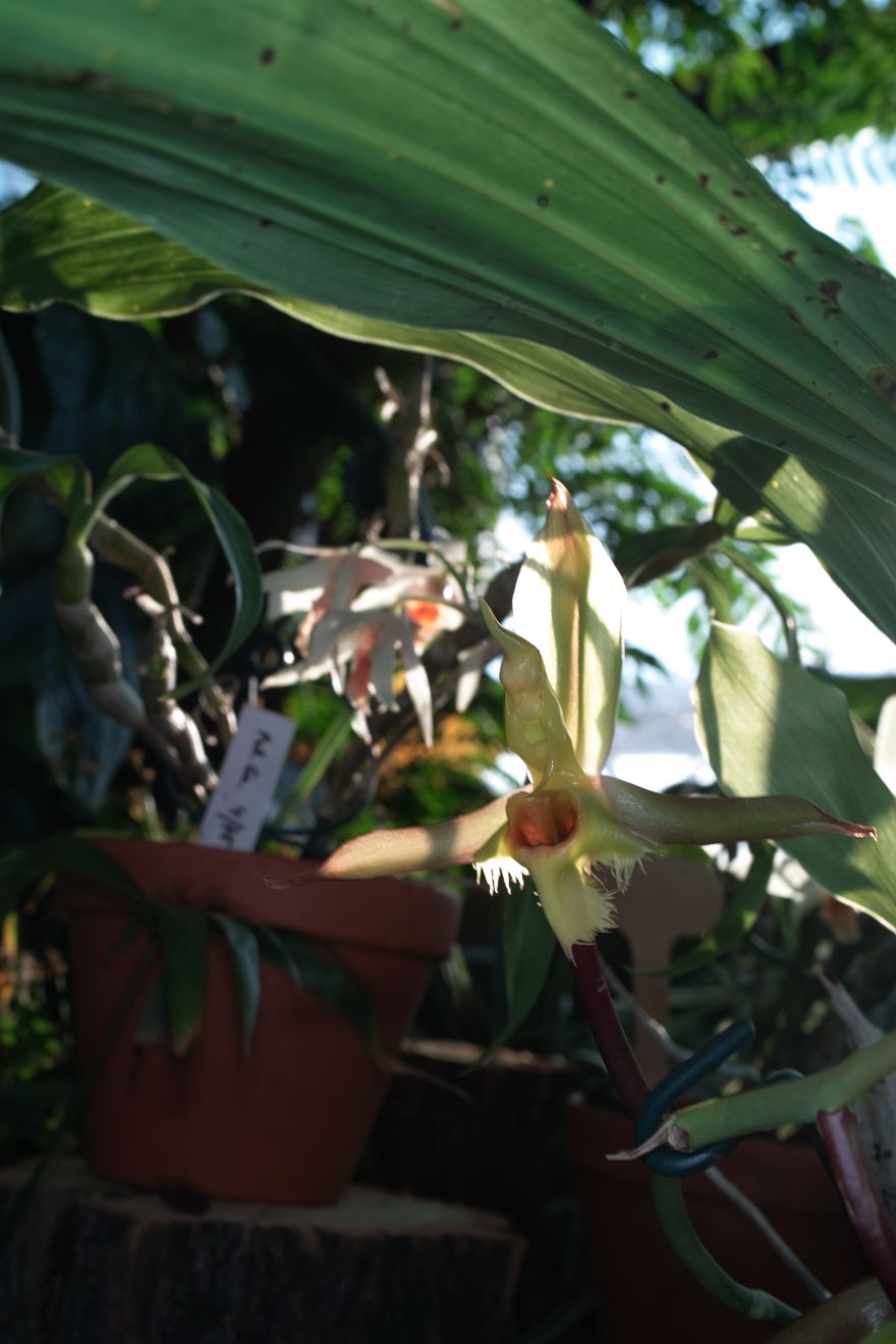 Catasetum Christyanum Berggarten