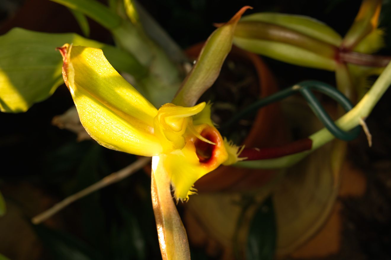 Catasetum Christyanum Berggarten