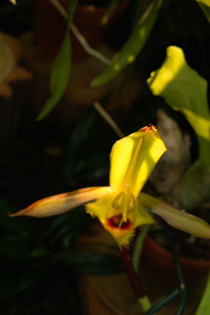 Catasetum Christyanum Berggarten