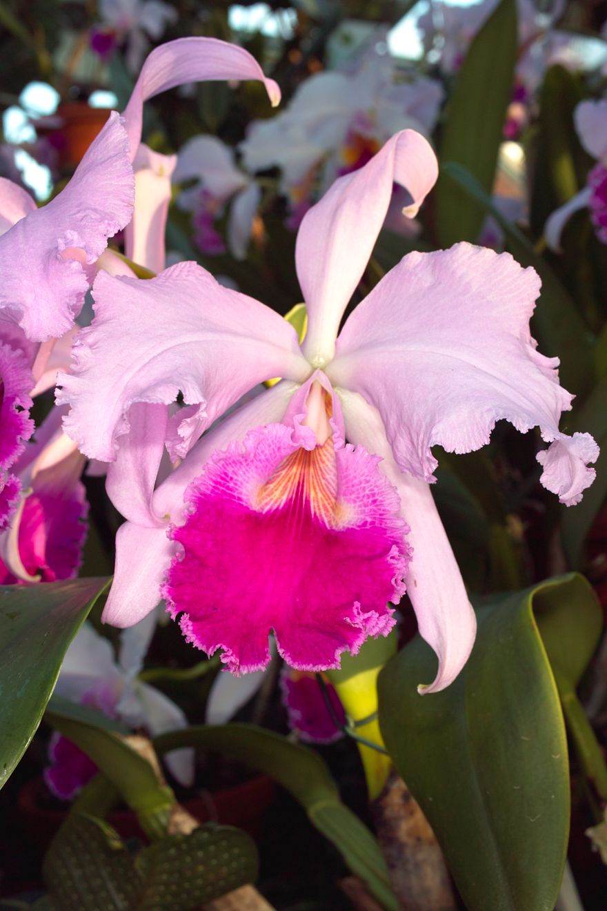 Cattleya-Hybride Belgica Warnellii