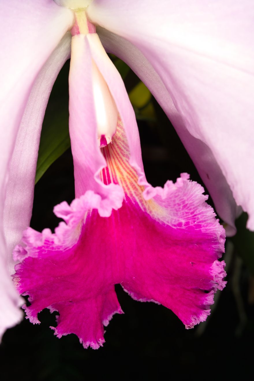 Cattleya-Hybride Belgica Warnellii