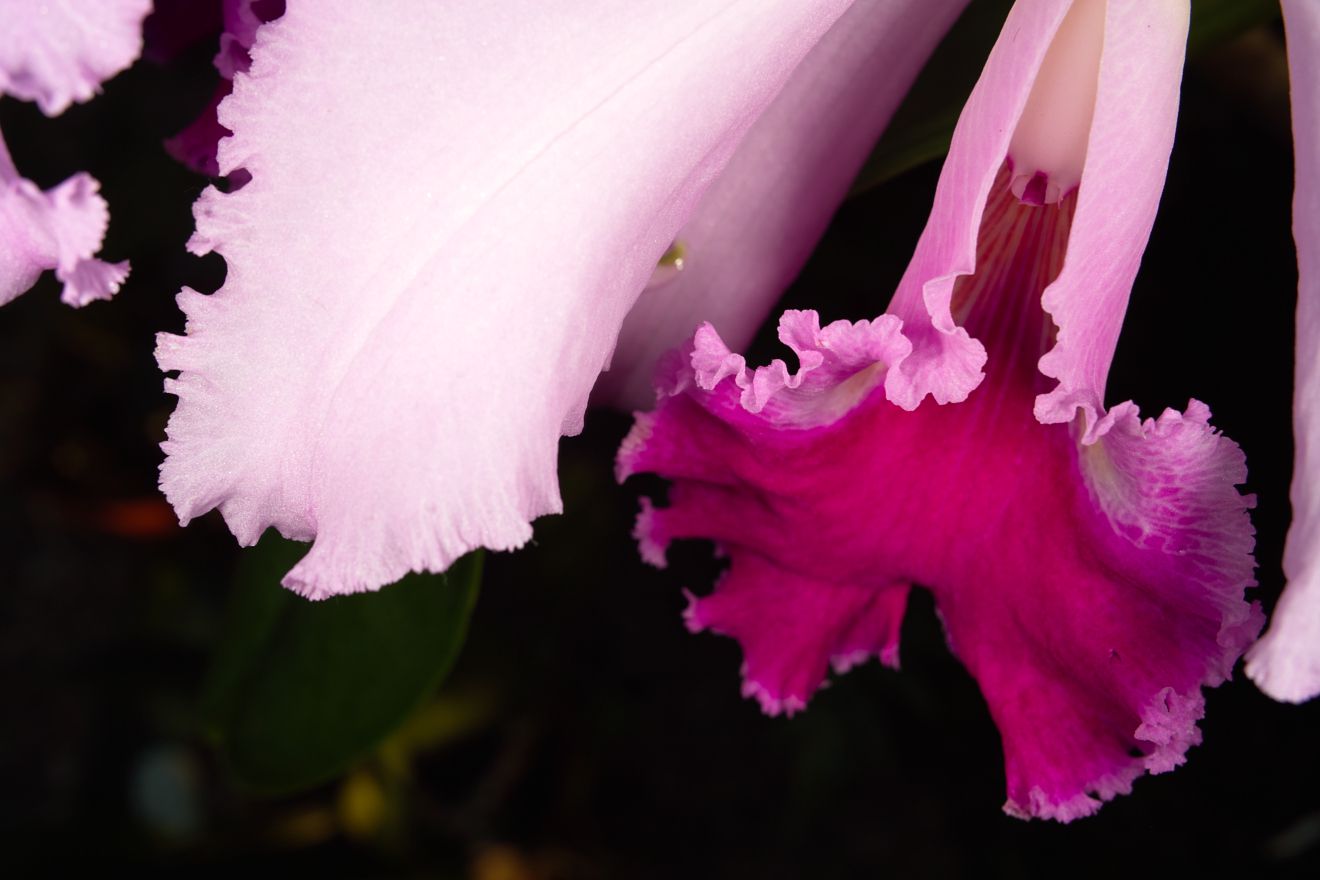 Cattleya-Hybride Belgica Warnellii