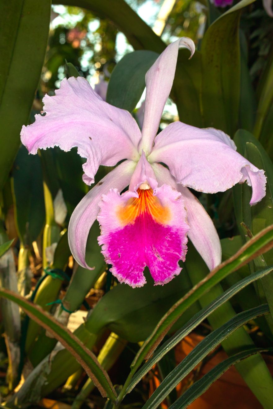 Cattleya-Hybride Blanchelys Conspicua