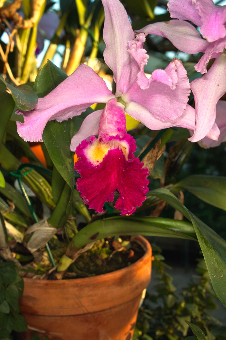 Cattleya-Hybride Ednia x C Trianae x SC Hornaert