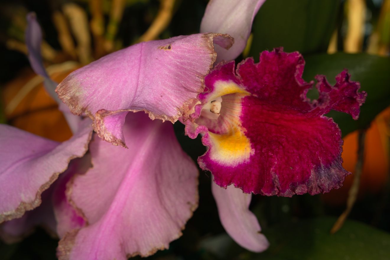 Cattleya-Hybride Ednia x C Trianae x SC Hornaert