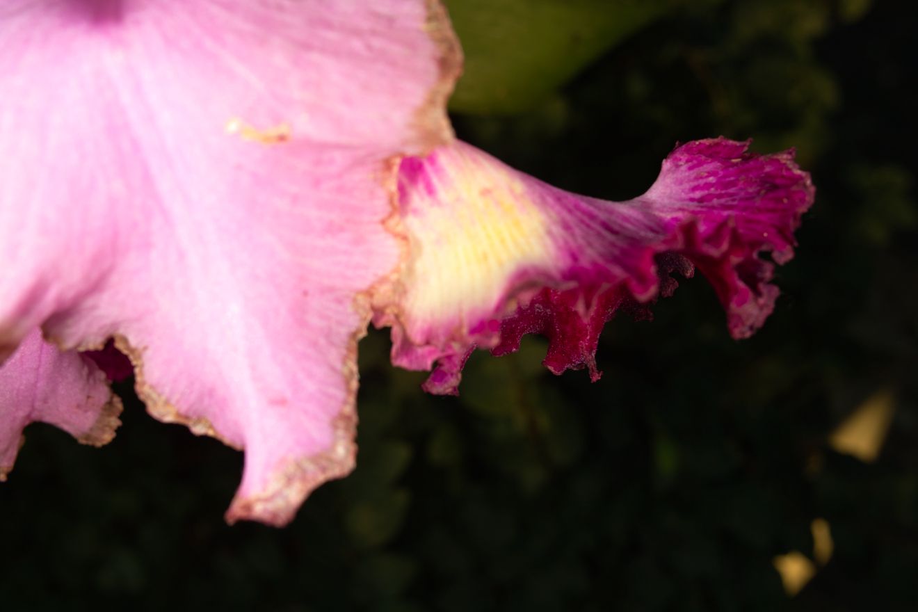 Cattleya-Hybride Ednia x C Trianae x SC Hornaert