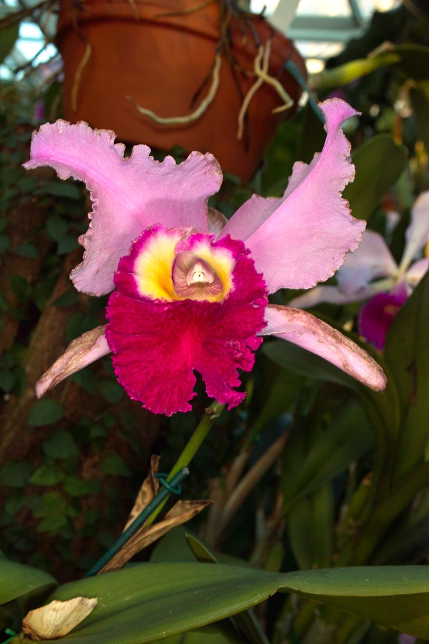 Cattleya-Hybride Ednia x C Trianae x SC Hornaert