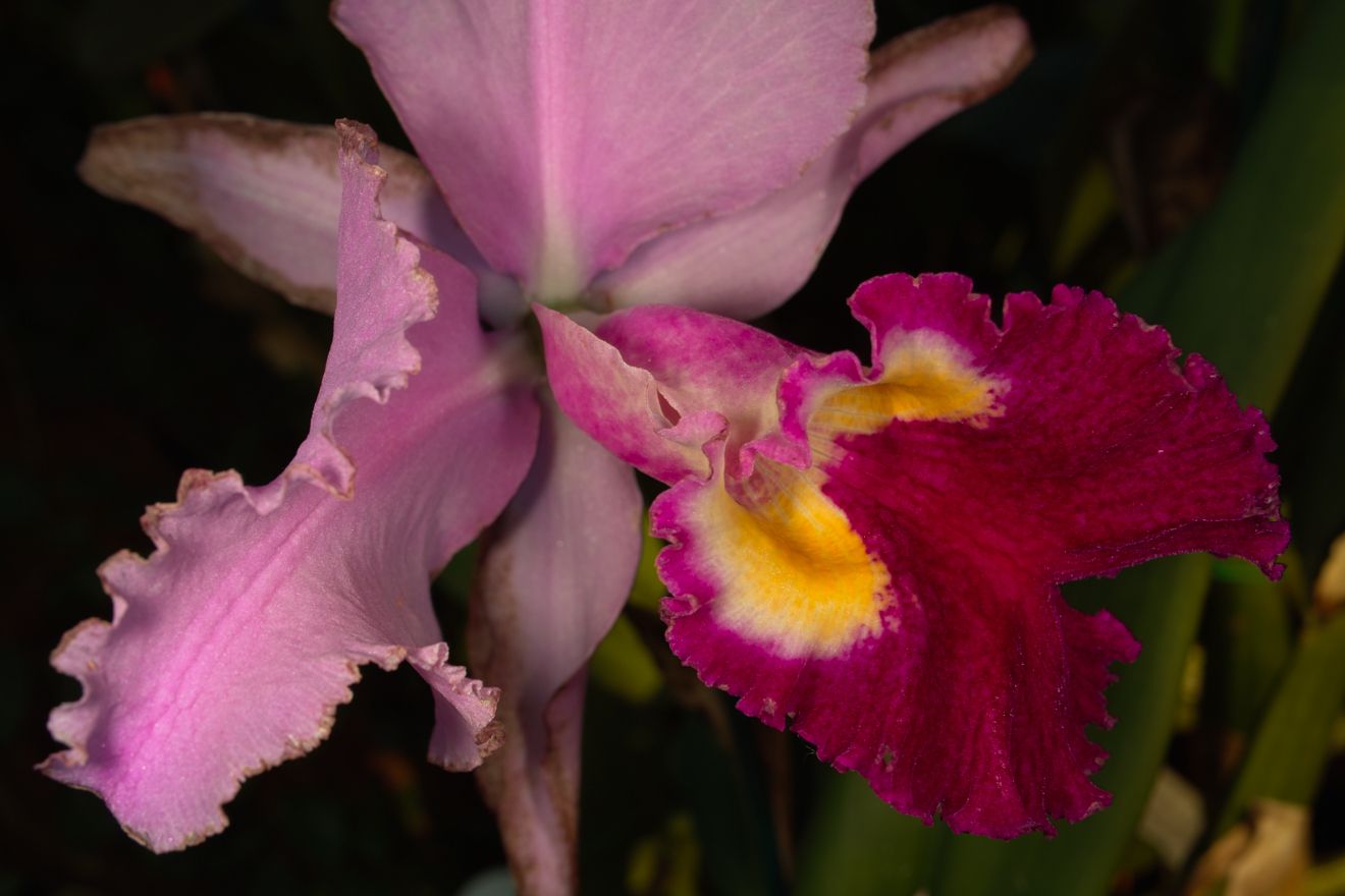 Cattleya-Hybride Ednia x C Trianae x SC Hornaert