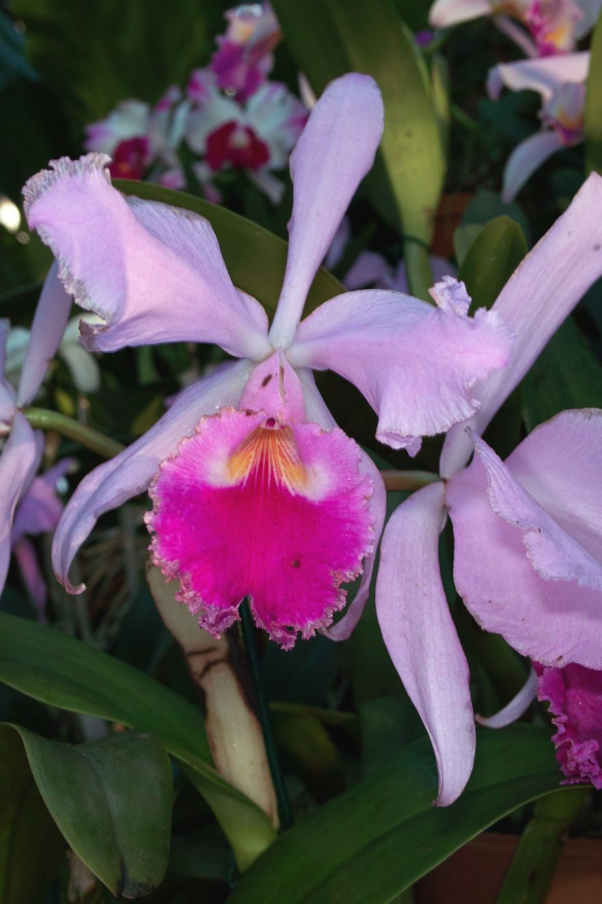 Cattleya-Hybride Jamaica x Warnelli