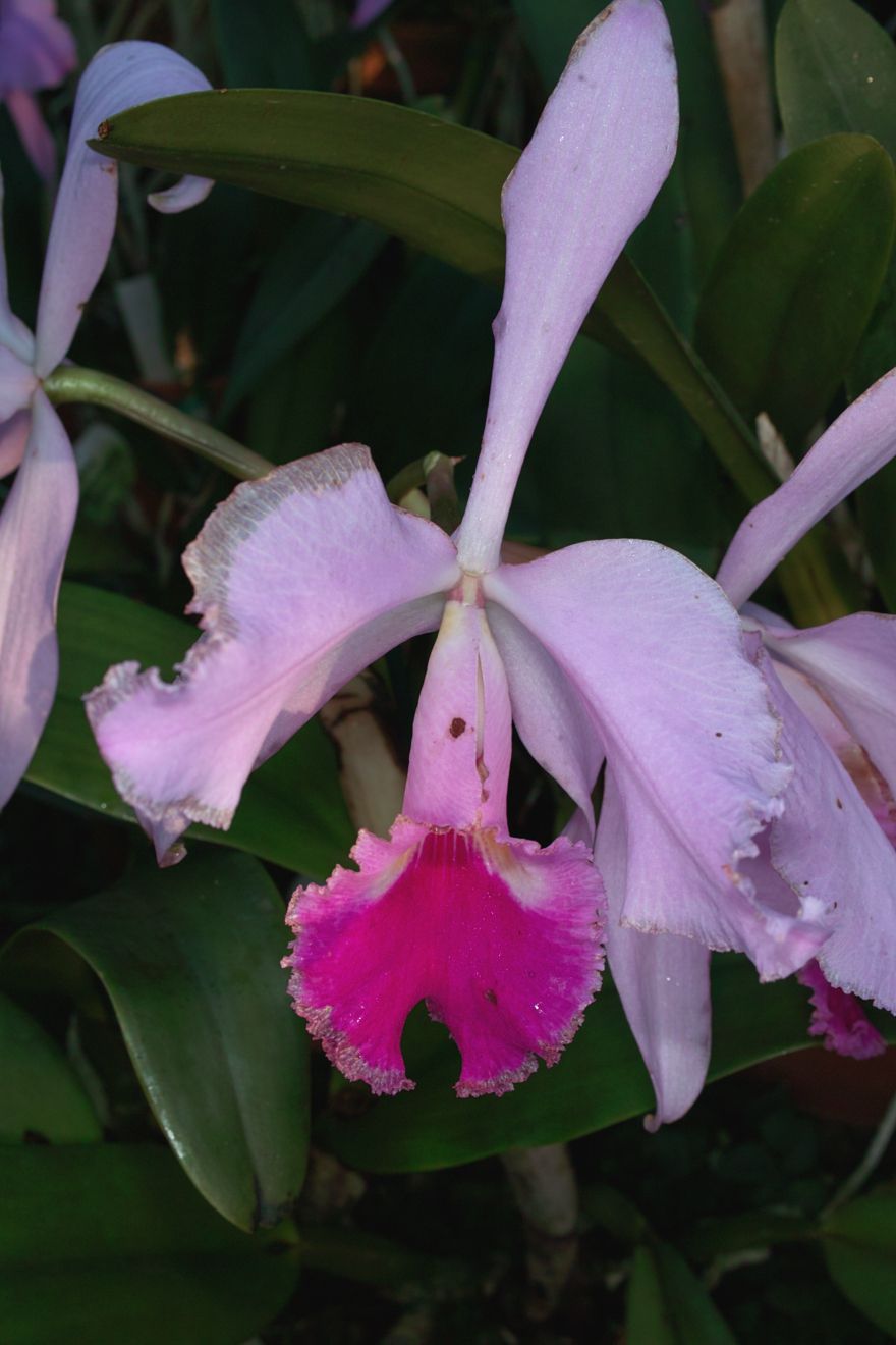 Cattleya-Hybride Jamaica x Warnelli