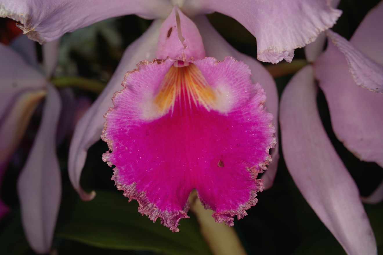 Cattleya-Hybride Jamaica x Warnelli