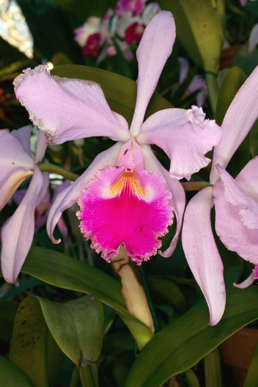 Cattleya-Hybride Jamaica x Warnelli