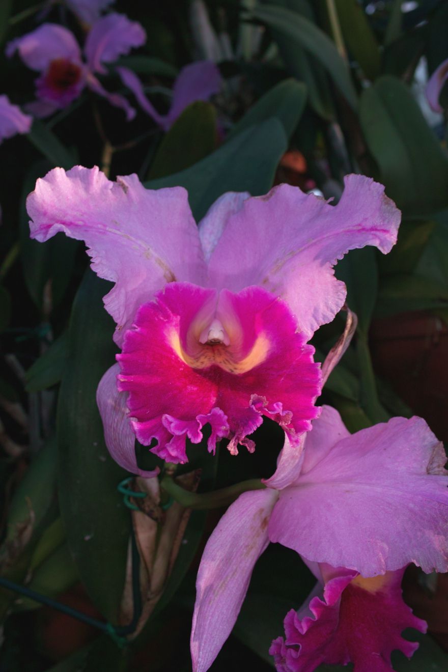 Cattleya-Hybride Laeliocattleya Bruno Alberts