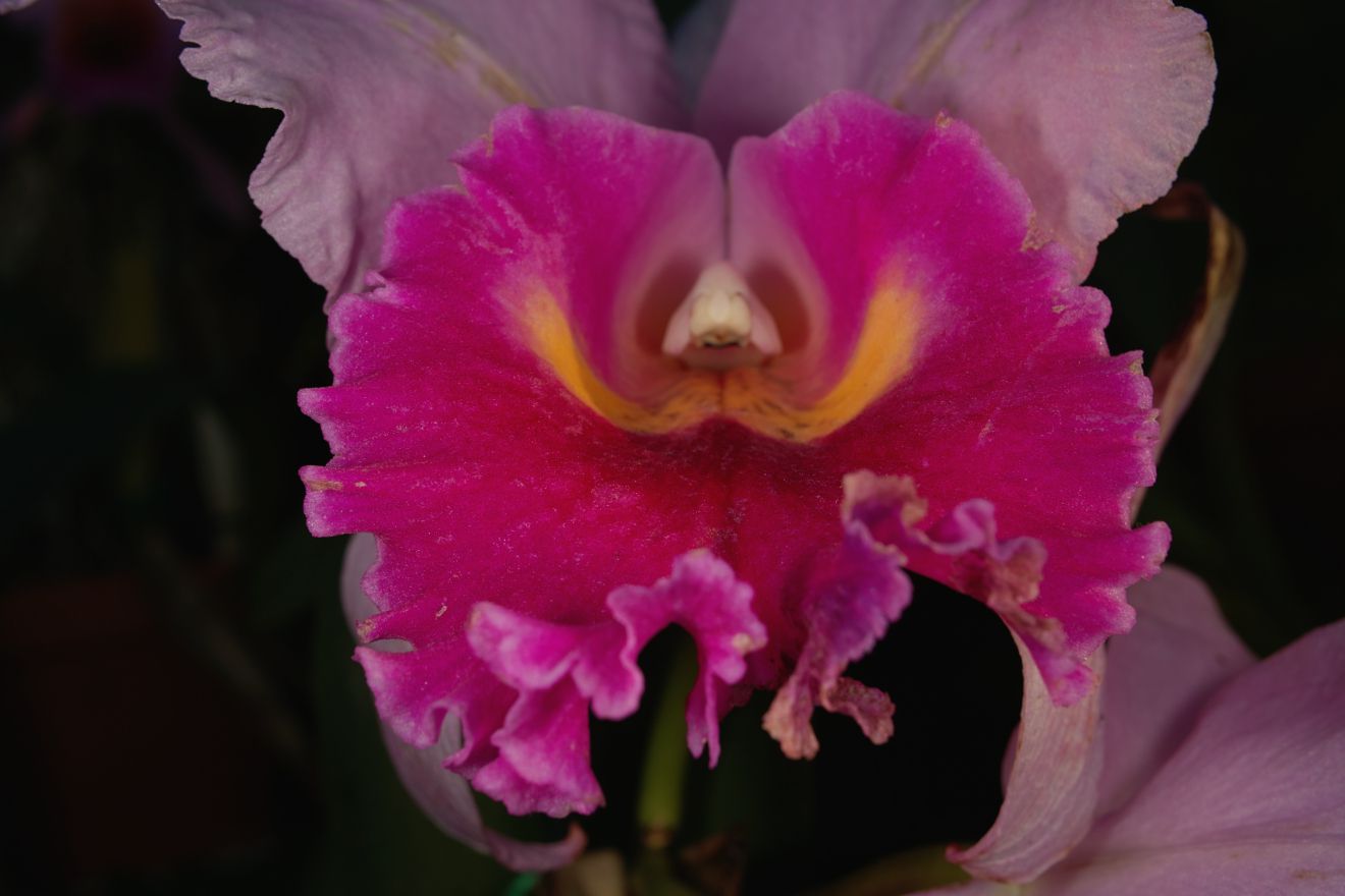 Cattleya-Hybride Laeliocattleya Bruno Alberts