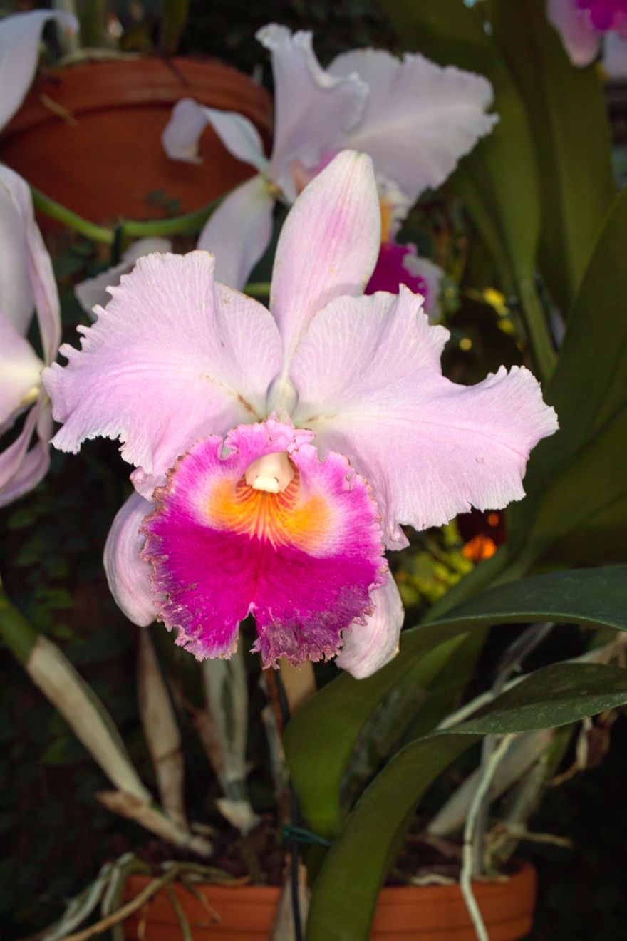 Cattleya-Hybride Lc Rocroy Ivonne