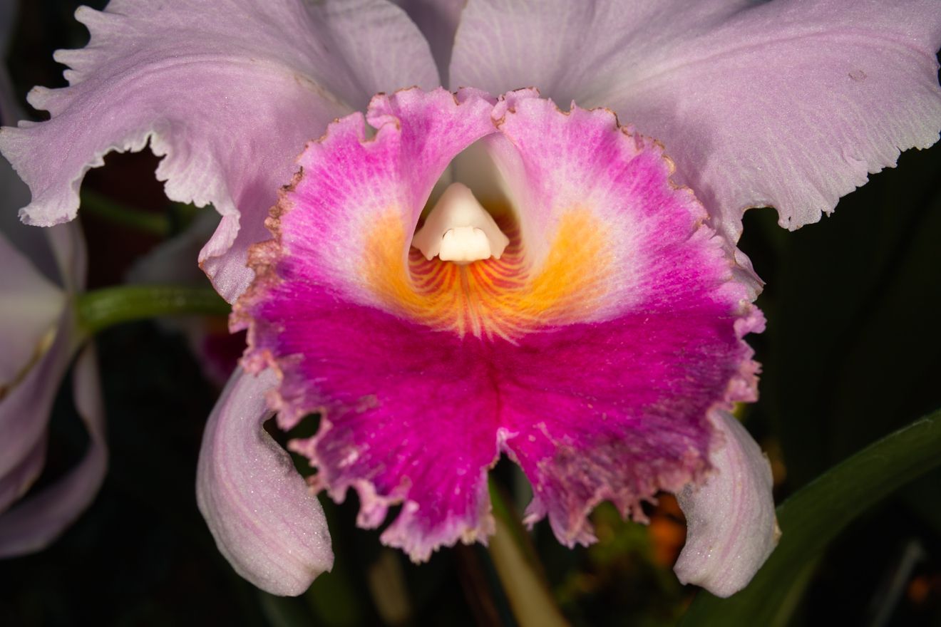 Cattleya-Hybride Lc Rocroy Ivonne