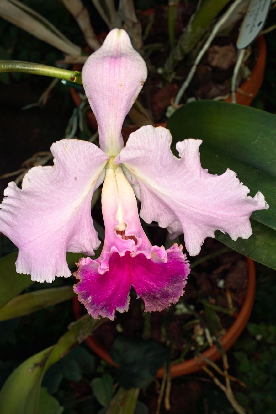 Cattleya-Hybride Lc Rocroy Ivonne